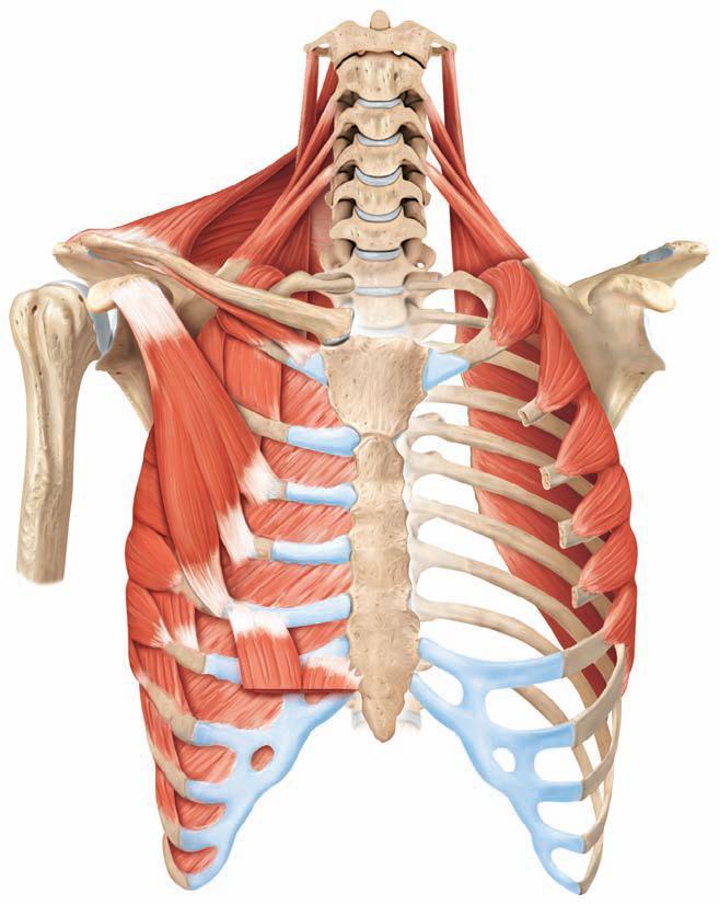 M. Levator scapula İlk 4 boyun omurunun enine çıkıntılarından başlar ve kürek kemiğinin üst-orta kısmında iç kenara yakın sonlanır.