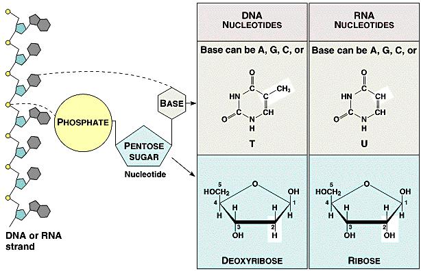 RNA