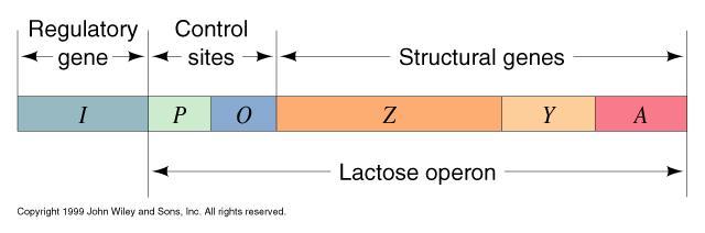 Prokaryotik ekspresyon: Operon