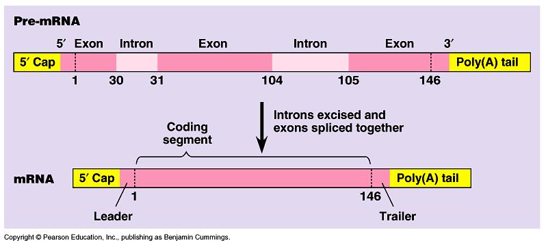 RNA nın İşlenmesi: RNA