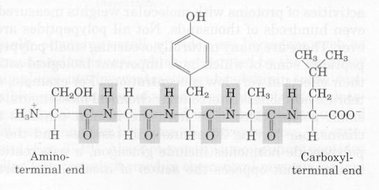 Peptitler İki amino asitten dipeptit, üç amino asitten tripeptit, 10 a kadar olan amino asitten oligopeptit,