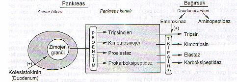 doku metabolizması sırasında sentezlenmektedir, ayrıca hücreler