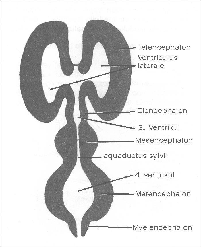 Bu boşluklar : Telencephalon'da : sağ ve sol ventriculus lateralis Diencephalon'da: ventriculus tertius (3.