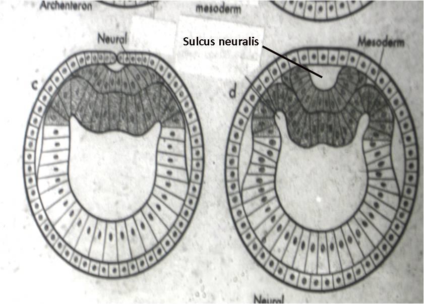 Neural plak sahasında caudalden craniale doğru median hat boyunca bir oluk belirir.