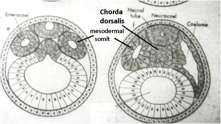 Ortadaki kese farklılaşarak korda dorsalisi (notokordu) şekillendirirken bunun sağ