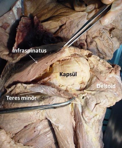 İnfraspinatus; İnfraspinatus fossayı dolduran kalın üçgen şeklinde kastır (şekli 12). Tüberkülum majusun ortasına tutunur. Supraspinatus ve infraspinatus tendonları beş tabakadan oluşur.