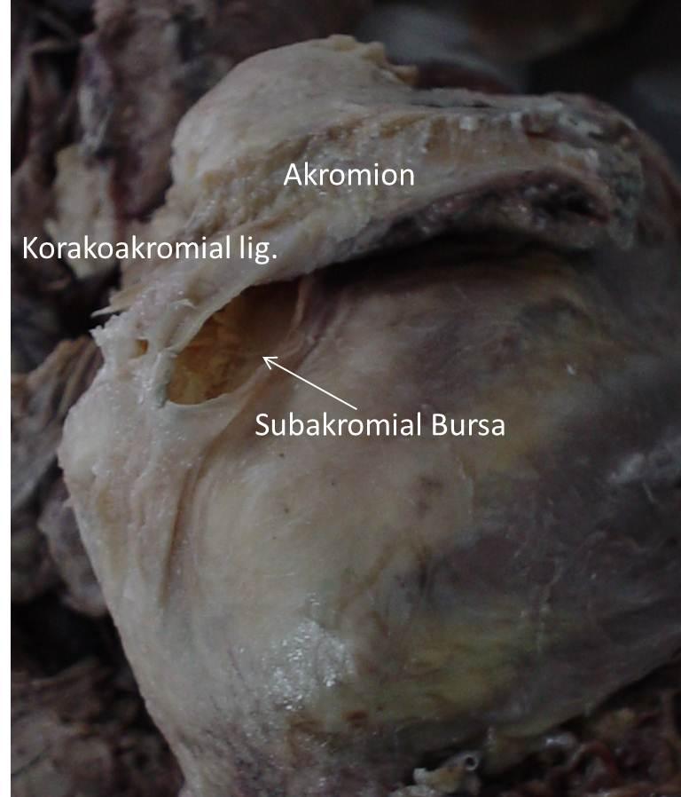 oluşturulur. Humerus tutunmadan önce bu anterior ve posterior bacaklar transvers band (rotator kablo) aracılığı ile birleşir.