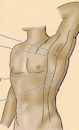 TORAKS ÇİZGİLERİ Linea axillaris anterior Linea