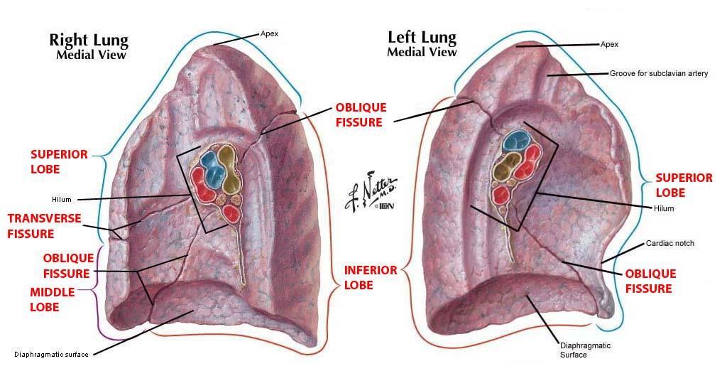 Ligamentum pulmonale Gerçek bir ligament değil Mediastinal parietal pleura