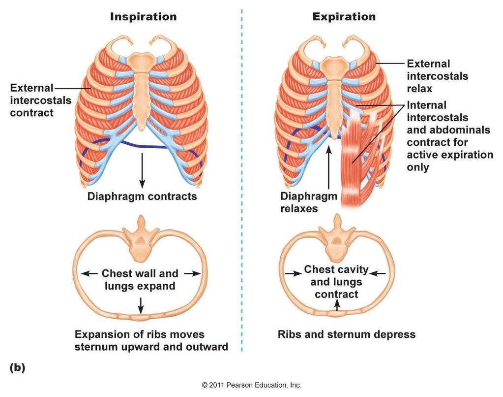 Normal solunumda fonksiyon gören kaslar Inspiratuar kaslar Diaphragma (% 75-80) M.