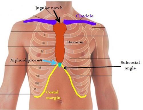angulus infrasternalis i oluşturur.