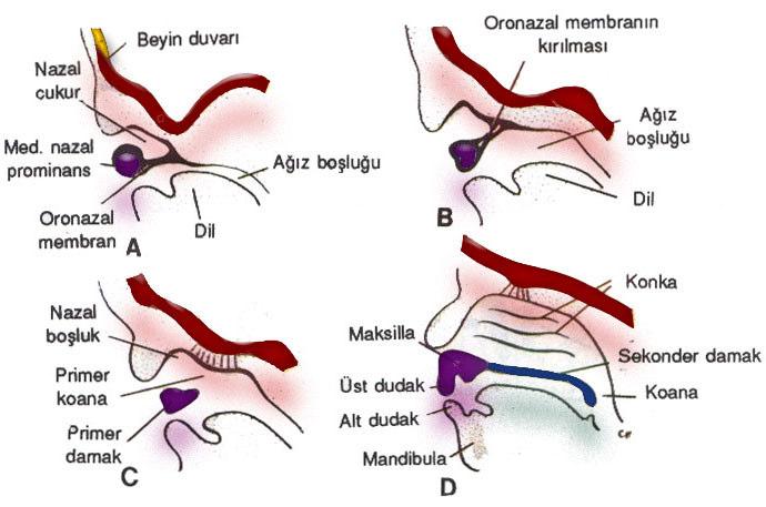 Sekonder damak geliştikten sonra, choanae CN ile pharynx in birleşim yerinde yer alır (Şekil 1.2) (Moore ve Persuad 1998). Şekil 1.2. A.