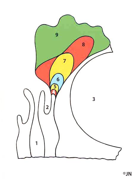 Sinus frontalis, CEA dan gelişir. Doğumda bulunmaz ve bir yaşından önce düz grafilerde görülmezler. (Şekil 1.5) (Çelik 2006). Sinus sphenoidalis ler 4.