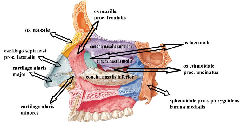 Şekil 1.14. Cavitas nasi nin lateral duvarı (Netter 1997). 1.2.