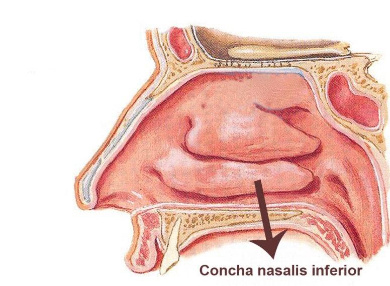 Şekil 1.15. Concha nasalis inferior (Putz ve Pabst 2001). Concha nasalis media, konkaların orta büyüklükte olanıdır (Şekil 1.16).