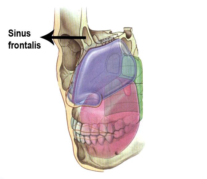 1.2.3.1. Sinus frontalis Arcus superciliaris'in derininde ve os frontale'nin iç ve dış laminaları arasında bulunur (Şekil 1.23).