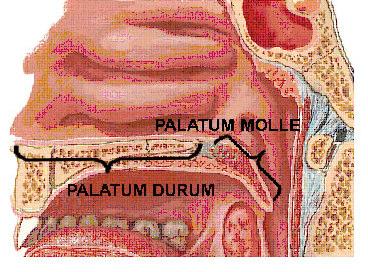 Palatum molle uzunluğu (PM) Palatum durum un palatum molle ile eklemleştiği bölge ve uvula ucu arası mesafe ölçümü (Şekil 2.12).