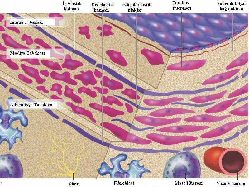 Şekil 2.1: Koroner arter katmanları ve bu yapıyı oluşturan hücrelerin şematik görünümü (Braunwald s Heart Disease, 2008 basım syf-988) bir intima yastığı içermektedir.