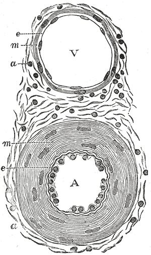 Arterler ve venlerin