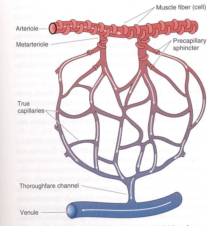 Kapillerler Fenestralı kapillerler Hypothalamus Hypophysis Gl.pinealis Gl.suprarenalis Gl.thyroidea -İçte endotel dışta basal membran olmak üzere 2 tabakadan yapılmıştır.