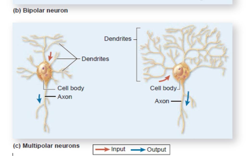 Unipolar nöronlar