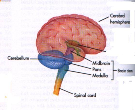 Santral sinir sistemi Prosencephalon Telencephalon Diencephalon Mesencephalon