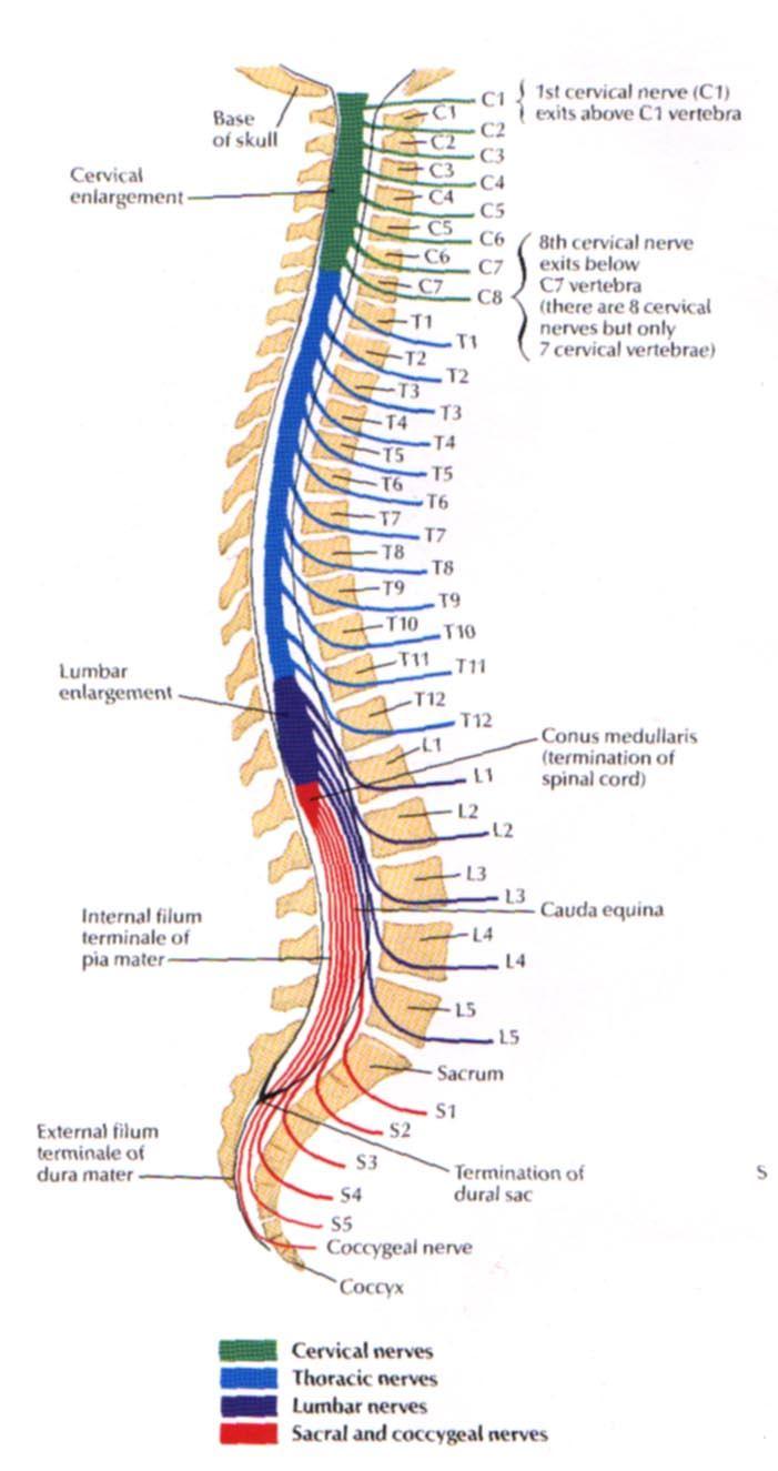 sistemi