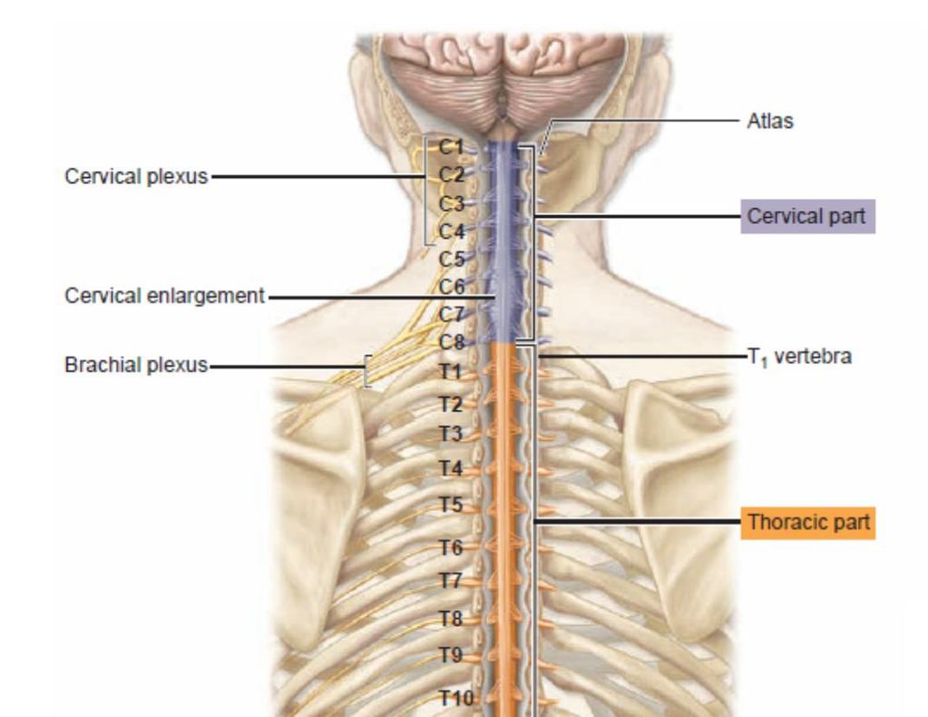 Spinal sinirler Medulla spinalis ten çıkarlar. M.spinalis 5 bölgeye ayrılır.