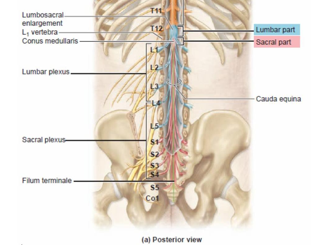 segment var ve her segmentten sağlı sollu bir spinal sinir çıkar.
