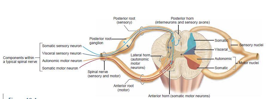 Her bir spinal sinir içersinde somatik motor, somatik