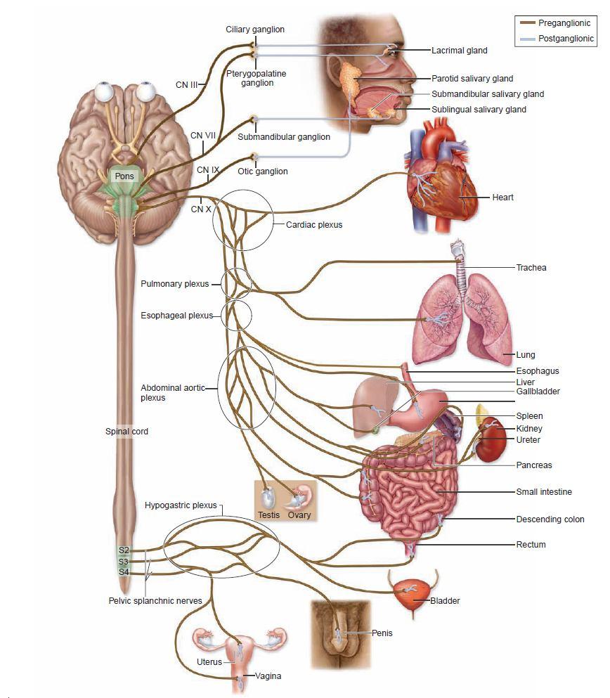 Parasempatik Sistem pars cranialis ve pars sacralis diye iki kısma ayrılır. Pars cranialis 3,7,9 ve 10.