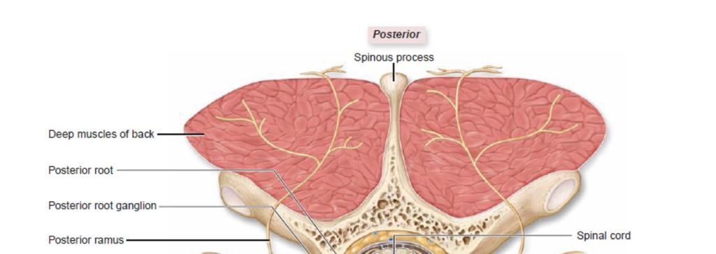 Spinal sinir oluştuktan sonra ramus anterior ve ramus posterior olarak 2 dala ayrılır.