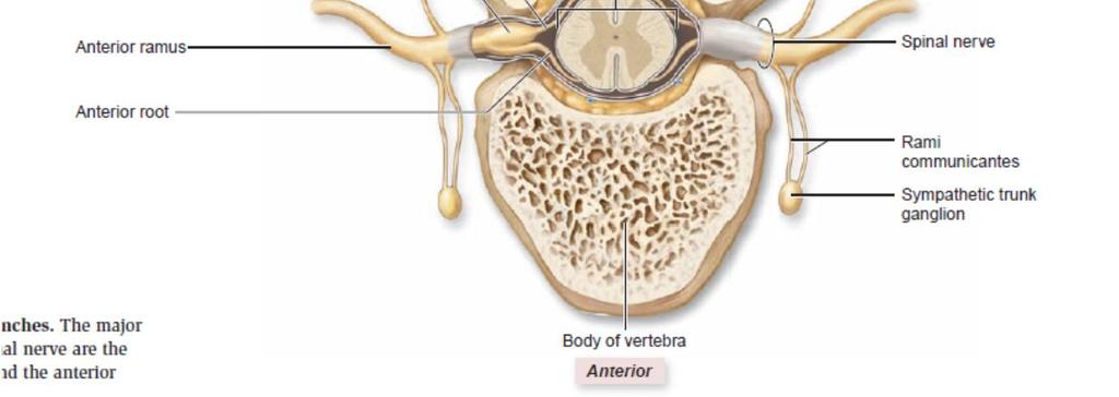 anteriorları birleşerek plexus (sinir ağı) meydana getirirler.