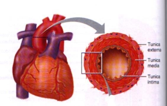 Elastik tip arterler(büyük çaplı arterler) (aorta, truncus