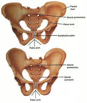 Vesica urinaria Şekli, boyutu, pozisyonu, komşulukları, geçici olarak içerdiği idrarın miktarı ve komşu olduğu organların durumuna göre değişir.