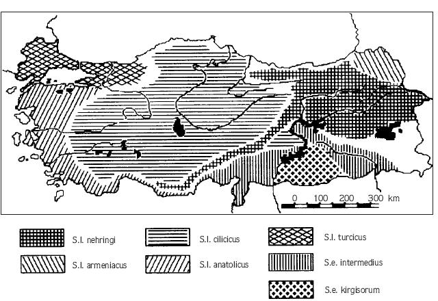 8 Anamur a doğru; S. l. armeniacus Artvin, Ardahan yörelerinde; S. l. cilicicus İç Anadolu da ve Orta Karadeniz de; S. l. anatolicus Ege ve Akdeniz bölgelerinde; S. l. turcicus ise Trakya, Bolu ve İzmit yörelerinde yayılış göstermektedir (Şekil 2.