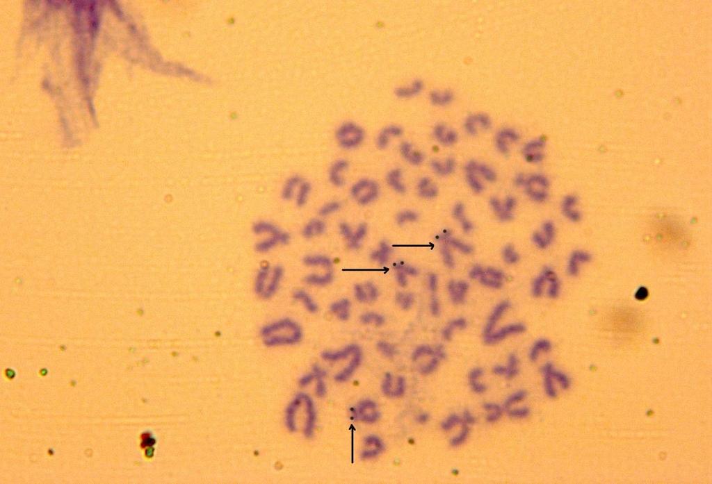 Spalax larda NOR bantlama Resim 5.