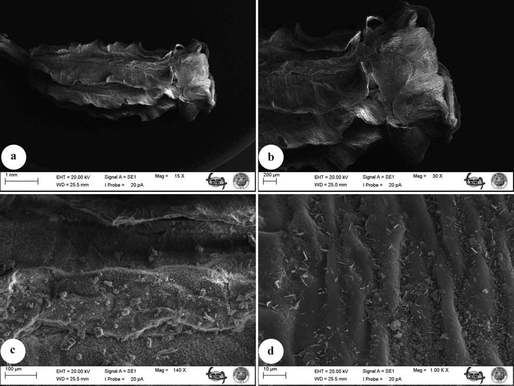 91 Meyve Mikromorfolojisi Şekil 5.40. Laserpitium glaucum meyvesinin SEM görüntüleri.