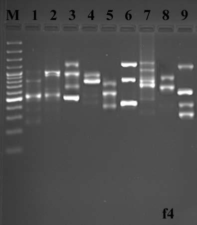 Şekil 5.43. İncelenen taksonların F4 primeriyle PCR amplifikasyonundan elde edilen sonuçların elektroforez jel görüntüsü. M- markör, 1- Laserpitium petrophilum var.