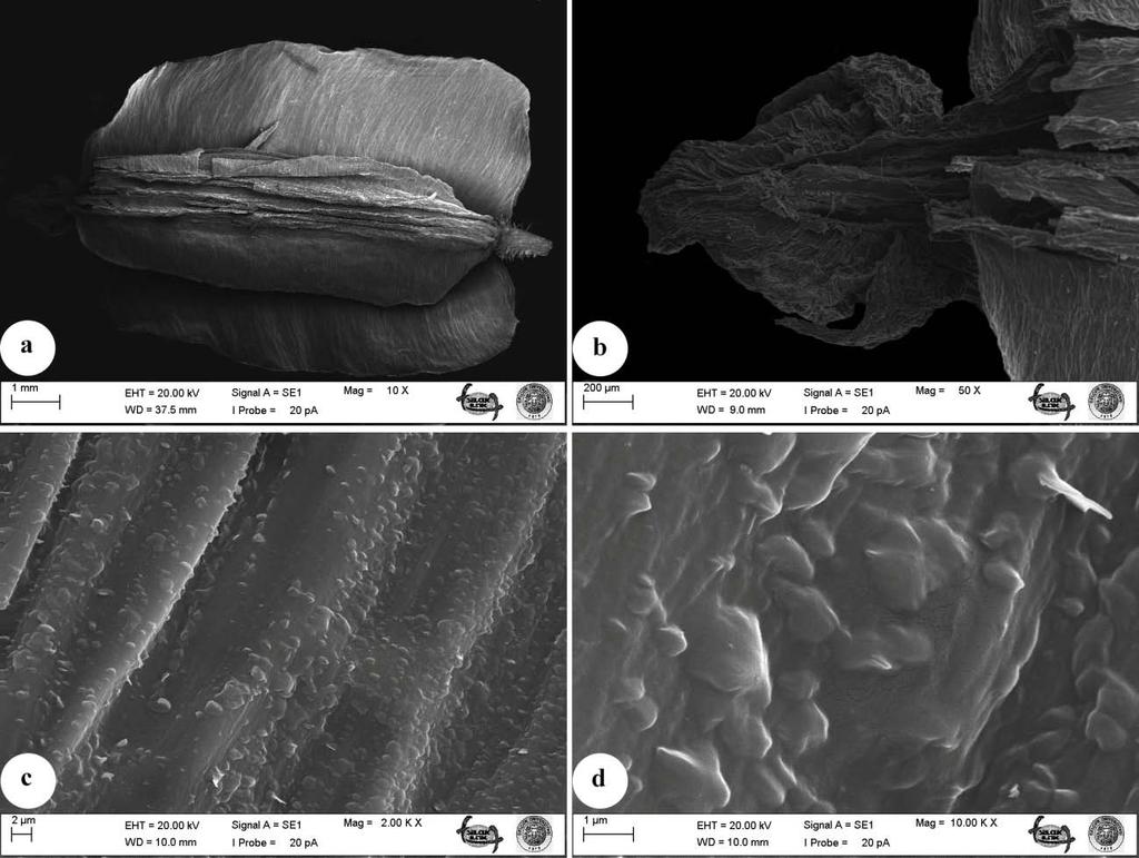 65 Meyve Mikromorfolojisi Şekil 5.19. Laserpitium affine meyvesinin SEM görüntüleri.