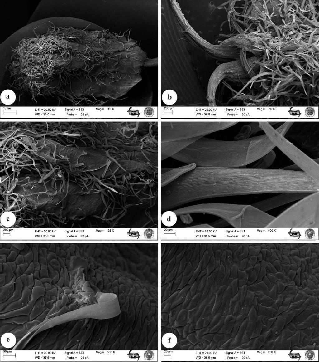 83 Meyve Mikromorfolojisi Şekil 5.33. Laserpitium carduchorum meyvesinin SEM görüntüleri.