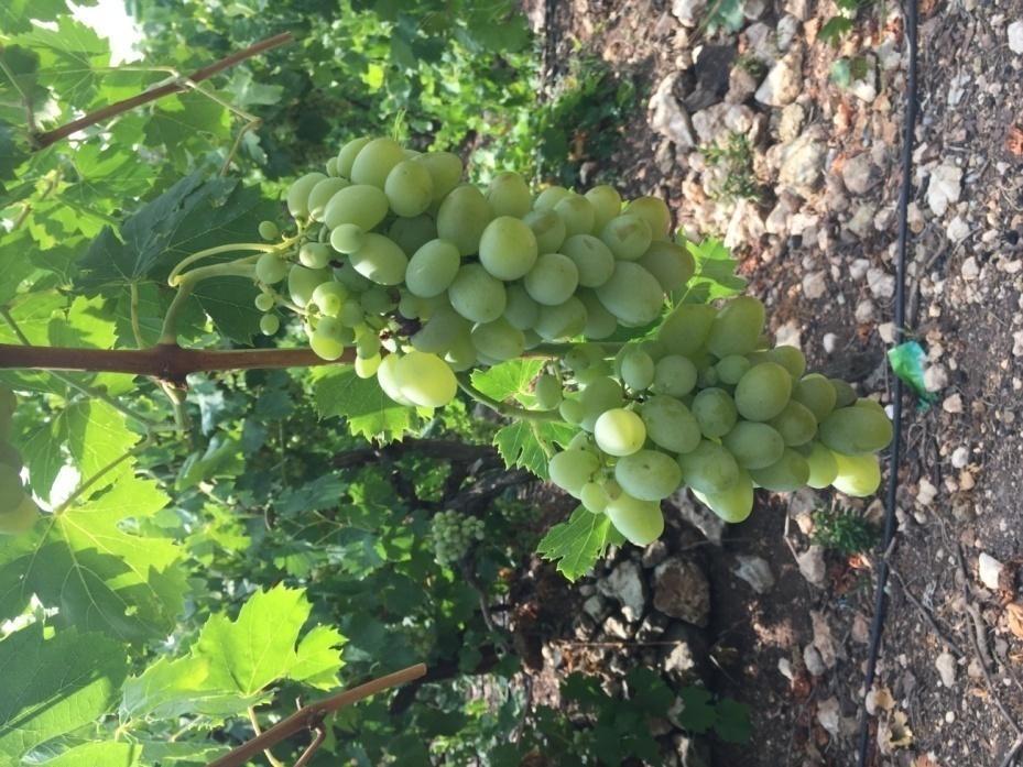 Şekil 2. Tilki Kuyruğu Üzümü 3.1.1. Araştırma bölgesi bağ popülasyonu durumu Mersin, Erdemli Tarım İlçe Müdürlüğü nden alınan bilgilere göre; Üzümlü Köyü nde 250 dekarlık bir bağ alanı mevcuttur.