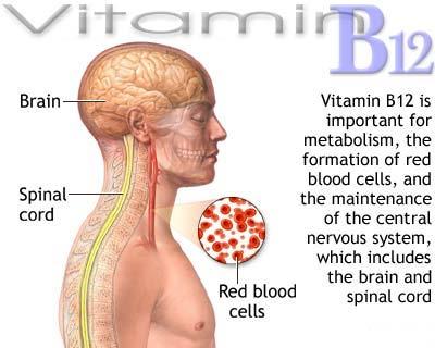 B12 Vitamini (kobalamin) Alyuvarların yapımında rolü olan sinir sistemi sağlığında etken olan ve hayvansal gıdalarda bulunan bir vitamindir. Bitkisel gıdalardan sadece spirulina ve soyada bulunur.