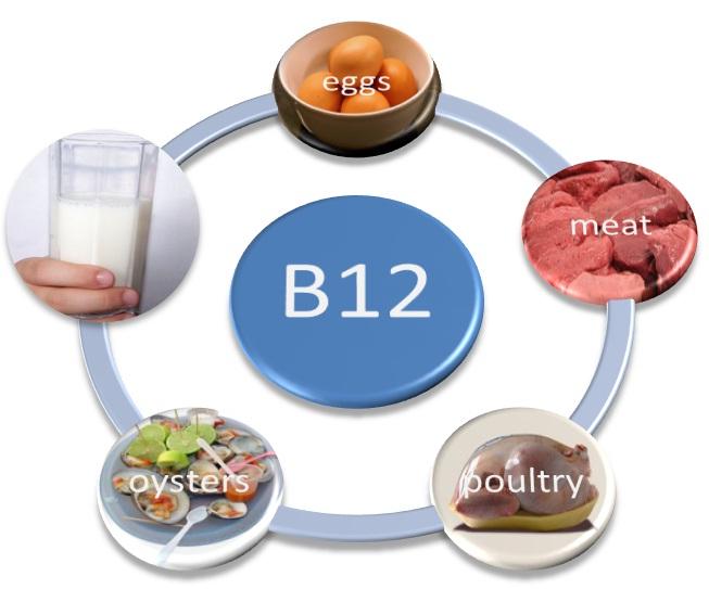 B12 Vitamini (kobalamin) 1- Kan hücrelerinin yapımında kullanılır. 2- Sinir sisteminin düzenli çalışmasını sağlar. 3- Folik asit ile birlikte etki eder.