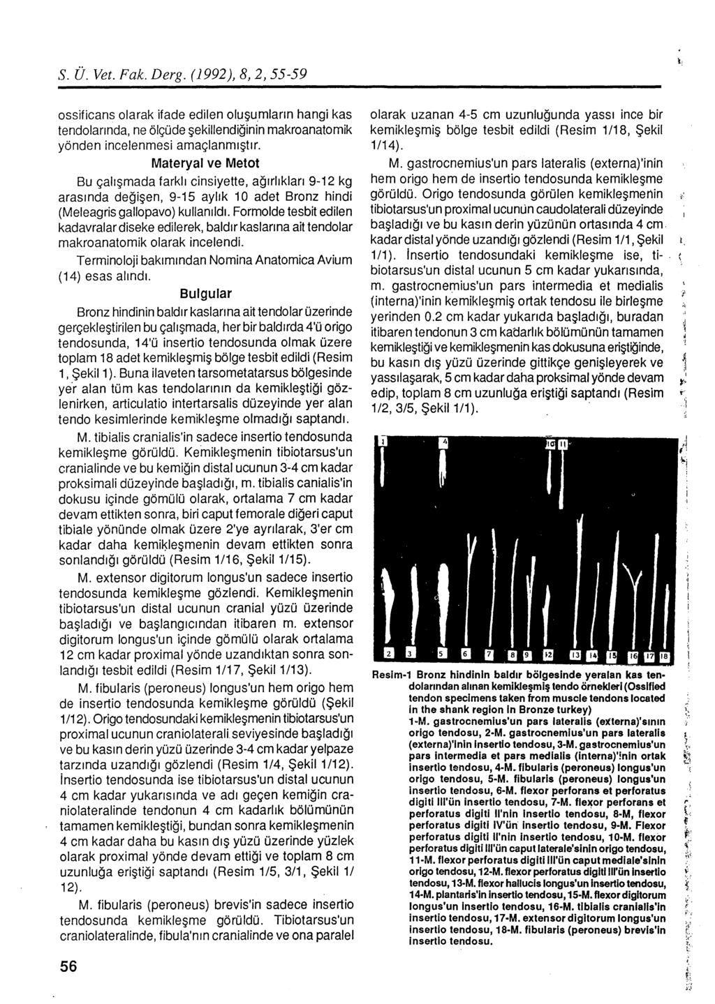 S. Ü. Vet. Fak. Derg. (1992), 8, 2, 55-59 ossificans olarak ifade edilen oluşu_mların hangi kas tendoları nda, ne ölçüde şekillendiğinin makroanatomik yönden incelenmesi amaçlanmıştır.