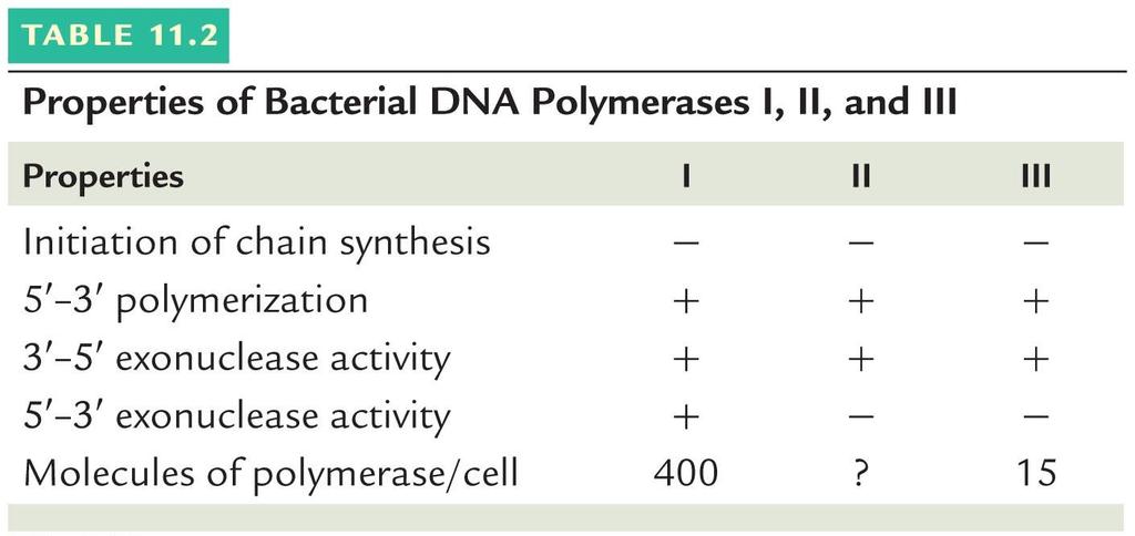Bakteri DNA polimeraz I, II ve III ün özellikleri Özellikler Zincir sentezini başlatma polimerleşme