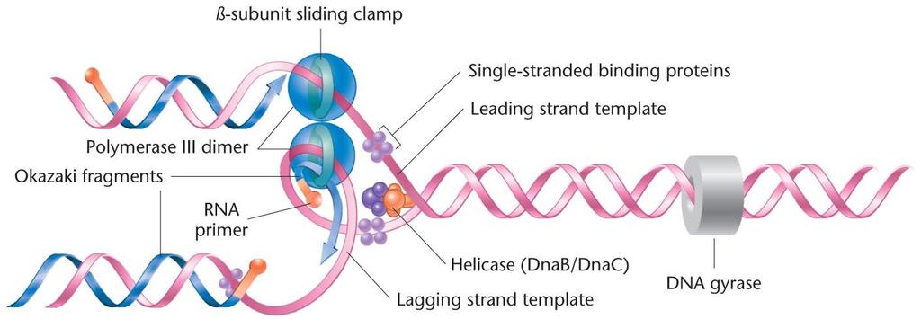 alt birim kayan kilit Tek zincir bağlanma proteinleri Okazaki parçaları Polimeraz III çifti RNA primeri