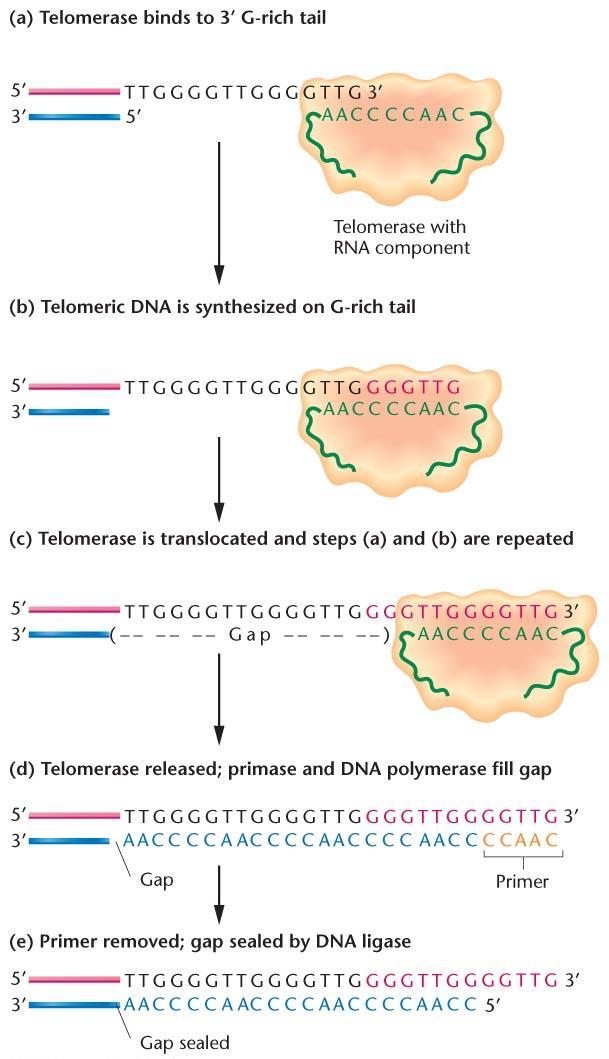 Telomeraz bağlanır DNA sentezlenir Telomeraz hareket eder ve ilk 2 adım tekrarlanır Telomeraz ayrılır ve primaz ile
