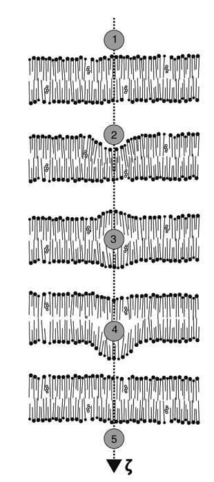 Wiley interdisciplinary reviews-nanomedicine and nanobiotechnology Vol 3 Pages: 449-462 Yayın tarihi: SEP-OCT 2011 Stratum corneum, epidermisin en üst tabakasına verilen isimdir.