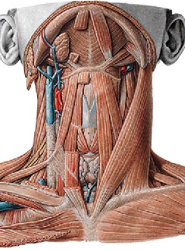 Ekstrensek Kaslar 1)Eleve edici Tirohyoid Mylohyoid Stilohyoid